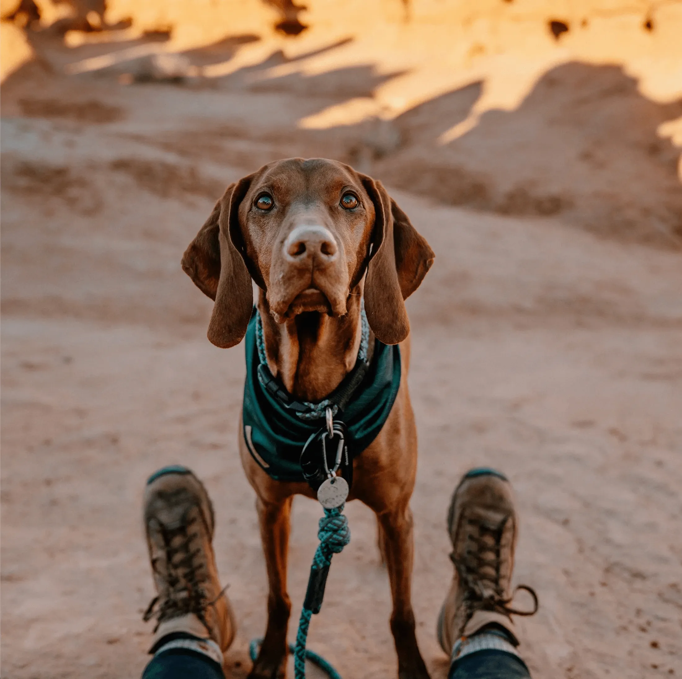 Evergreen Topo Cooling Bandana
